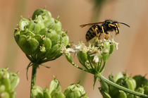 Grooming Wasp by Sebastian Frey