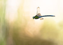 Dragonfly by Sebastian Frey