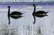 Black Swans von Renate Dienersberger