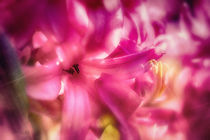 Hyacinth - The colours of spring by Nicc Koch