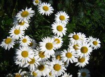 Margeriten-Blüten von assy