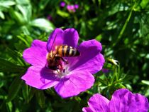 Biene auf lila Steinbrech-Blüte ist eifrig bei der "Arbeit" von assy