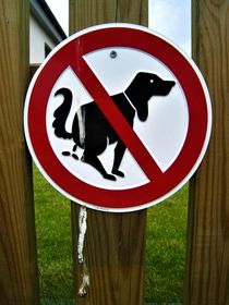 Hunde: kötteln verboten,  aber für Vögel gilt das nicht ? by assy