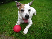 Jack Russel Mischling mit Ball by assy