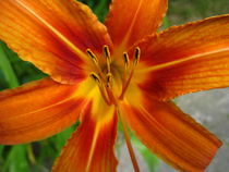 Blüten-Ansicht eine wilden Lilie by assy