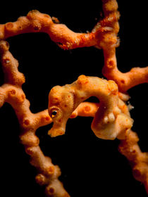 Pygmy Seahorse by Sascha Caballero
