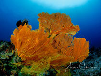 Corals by Sascha Caballero