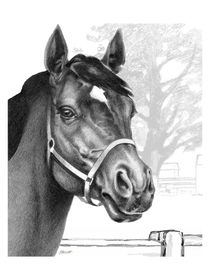Stare Of The Stallion von Patricia Howitt