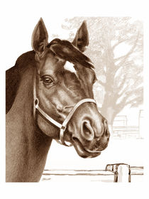 Stare Of The Stallion 2 von Patricia Howitt