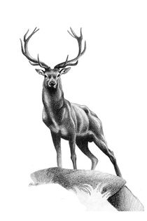 All Muscle - Red Stag by Patricia Howitt