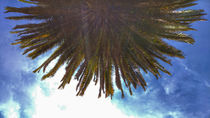 Palmtree by Susann Ilge