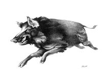 Running Boar von Patricia Howitt