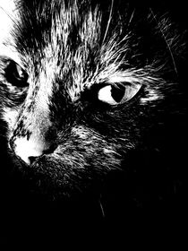 Nachts sind alle Katzen grau by Maria Wald