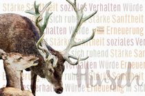 Hirsch - Würdevoller Sanftmut by Astrid Ryzek