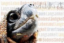 Schildkröte - Ewiges Leben von Astrid Ryzek