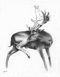 Fallow Deer Stag von Patricia Howitt