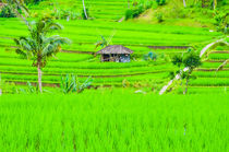 Reisfelder Bali mit Hütte von Mario Schlack