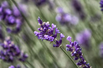 Lavendel von Petra Dreiling-Schewe