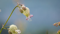 Wildblume - Taubenkropf-Leimkraut by koroland