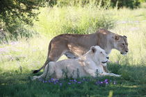 Braune und Weiße Löwin 7985 von thula-photography