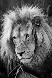 Löwen Männchen Portrait 8075 sw von thula-photography