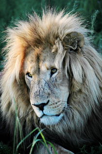 Löwen Männchen Portrait 8080 von thula-photography