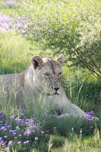 Löwen Weibchen im Gras 7981 by thula-photography