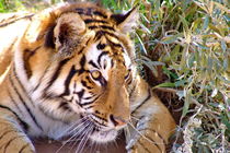Tiger auf der Jagd 1388 von thula-photography