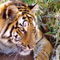Tiger-1388-4000x6000