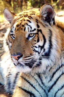 Tiger Portrait 2651  von thula-photography