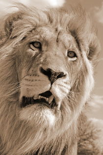 Lion King 5087 sepia  by thula-photography