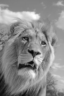 Lion King 5087 sw by thula-photography