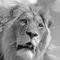 Lion-king-5087-sw