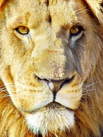 Lion Male Portrait 2528 by thula-photography