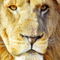 Lion-male-portrait-2528-3600x4800