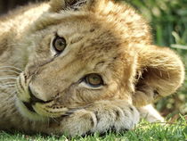 Löwen Baby 91242 von thula-photography