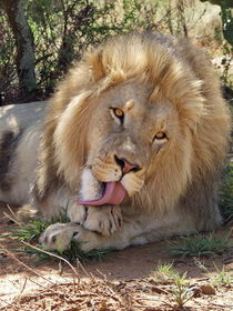 Löwen Männchen 91643 von thula-photography
