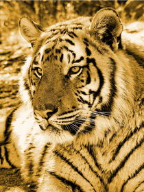 Golden Tiger von thula-photography