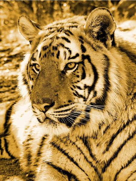 Tiger-gold