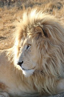 Weisses Löwen Männchen 903 von thula-photography