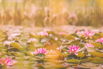 Water lilies - water lily von Silvia Eder