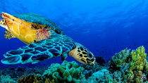 Turtle on the Reef by Sascha Caballero