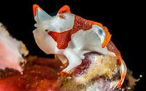 Clown Frogfish von Sascha Caballero