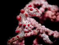 Pygmy Seahorse von Sascha Caballero