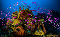 Coral Reef von Sascha Caballero