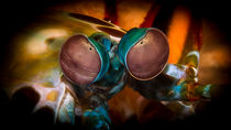 Eye of Mantis Shrimp von Sascha Caballero