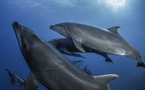 Shool of Dolphins by Sascha Caballero