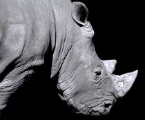 Rhinoceros Profile  von O.L.Sanders Photography