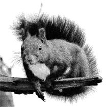 Digital Painting Eichhörnchen von kattobello
