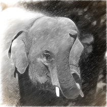 Digital Painting Elefant von kattobello